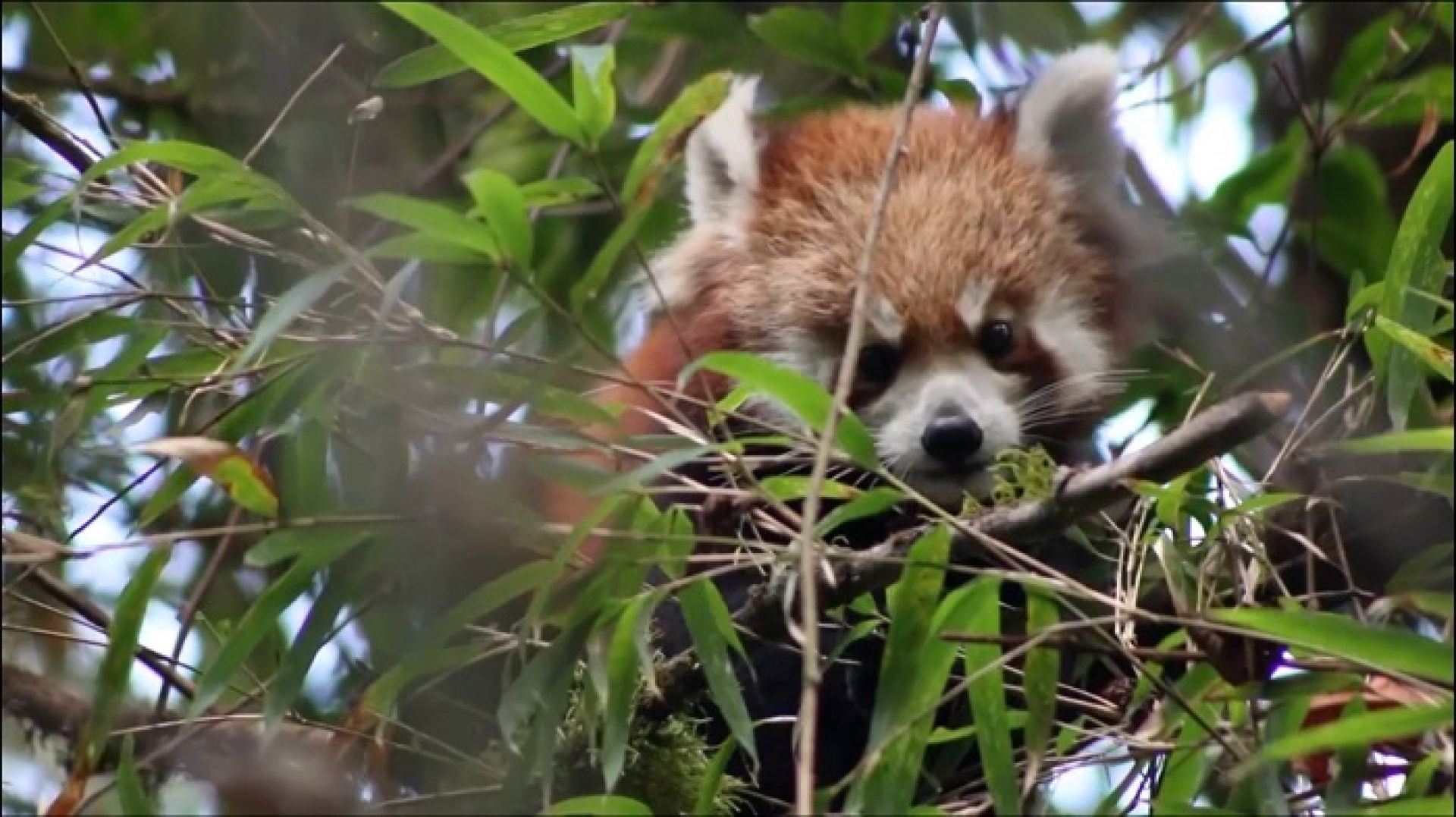 रेडपाण्डा अध्ययन र अवलोकन गर्न आउनेको संख्या बढ्यो, विदेशीलाई विशेष चासो